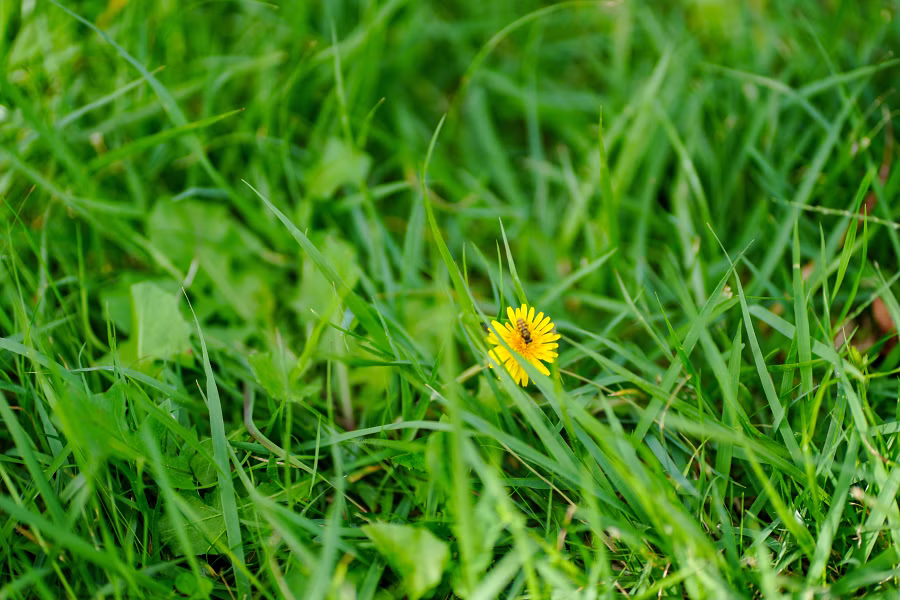 SONY α7CR + FE 85mm F1.8