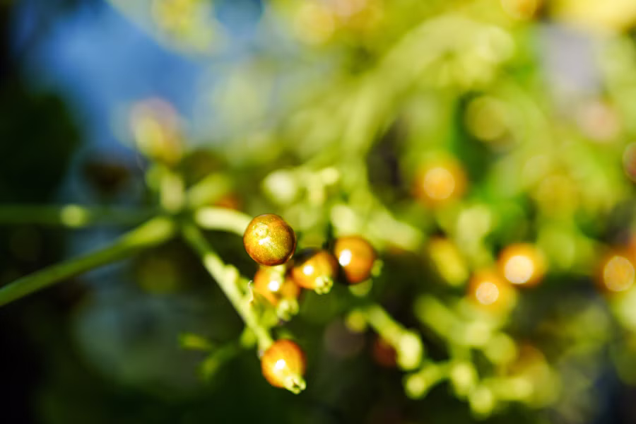 SONY α7CR + FE 50mm F2.8 Macro