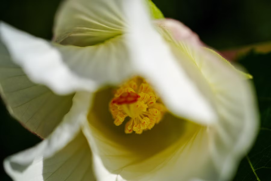 SONY α7CR + FE 50mm F2.8 Macro