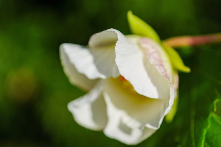 SONY α7CR + FE 50mm F2.8 Macro