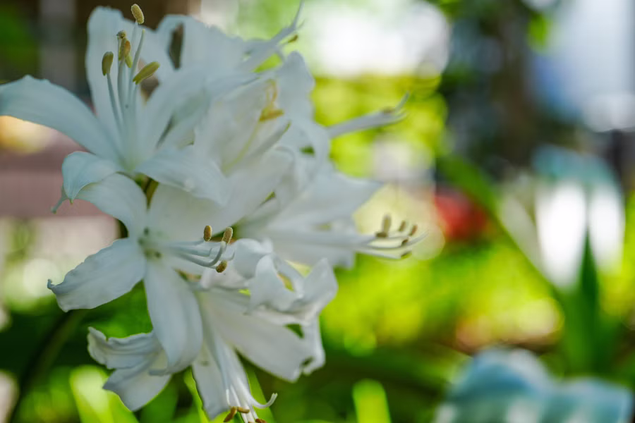 SONY α7CR + FE 50mm F2.8 Macro