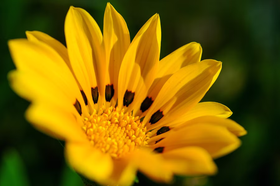 SONY α7CR + FE 50mm F2.8 Macro