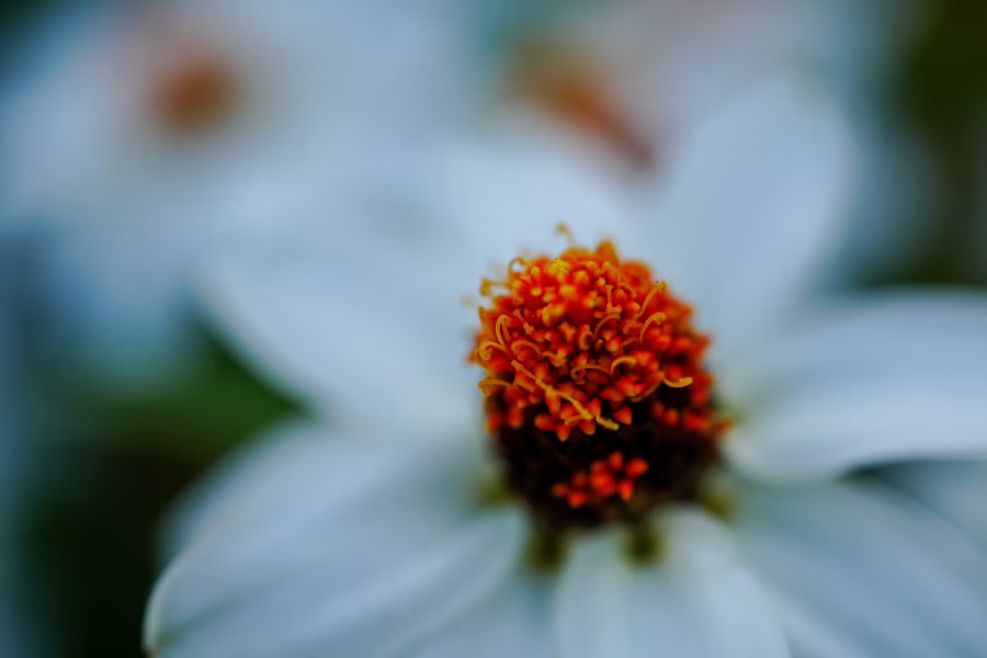 SONY α7CR + FE 50mm F2.8 Macro