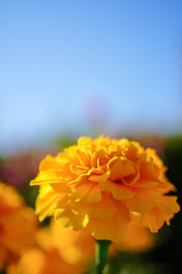 SONY α7CR + FE 50mm F2.8 Macro