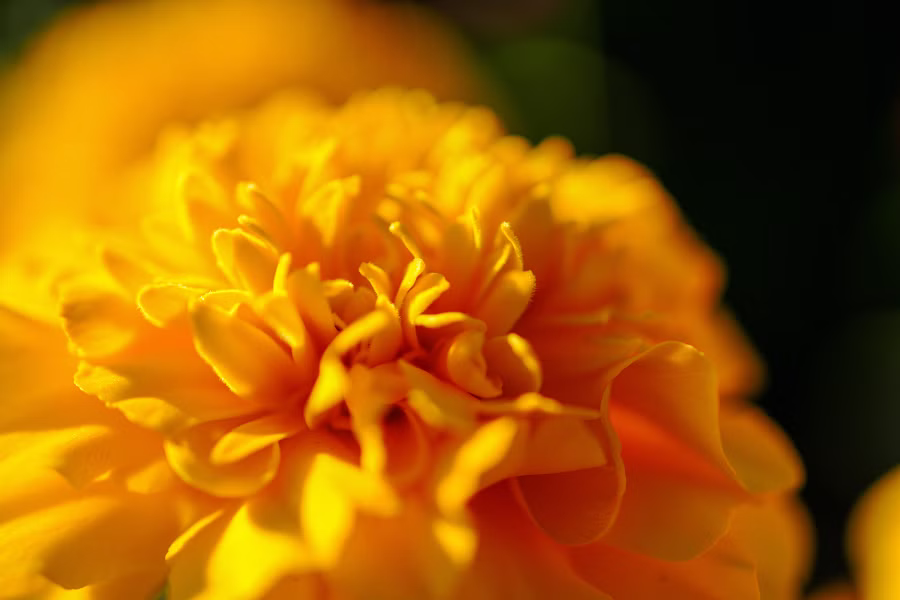 SONY α7CR + FE 50mm F2.8 Macro