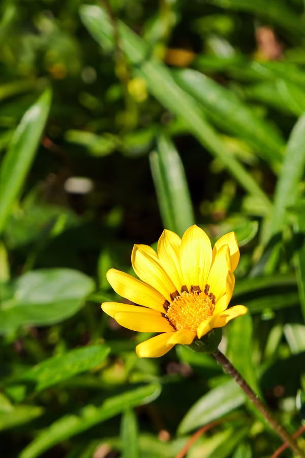 LUMIX L10